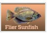 Flier Sunfish