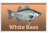 White Bass