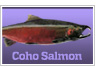 Coho Salmon