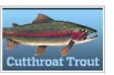 Cutthroat Trout