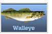 Walleye