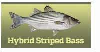 Hybrid Striped Bass