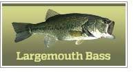 Largemouth bass