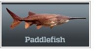 Paddlefish