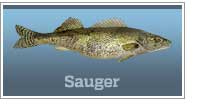 Sauger