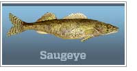 Saugeye