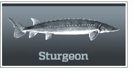 Sturgeon