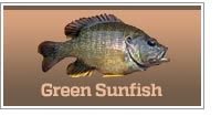 Sunfish