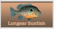 Longear Sunfish