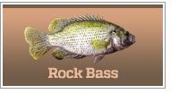 Rock Bass