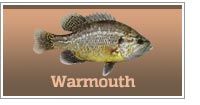 Warmouth