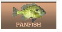Panfish fishing