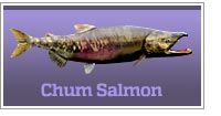 Chum Salmon