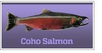 Coho salmon