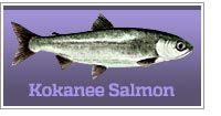 Kokanee salmon