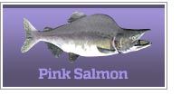 Pink Salmon