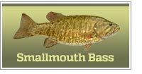 Smallmouth bass