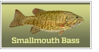 Smallmouth Bass