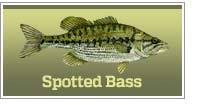 Spotted bass