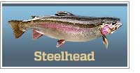 Steelhead