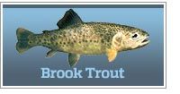 Brook trout