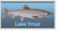 Lake trout