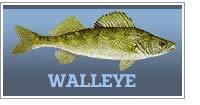 Walleye fishing