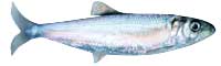 Live Herring