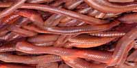 Nightcrawlers