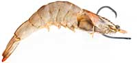 Shrimp