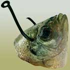Cut bait for catfish fishing