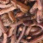 Worms for catfish fishing