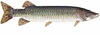 Muskie