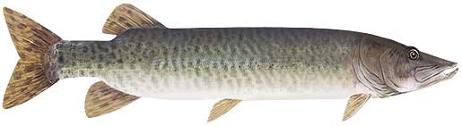 Muskie
