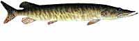 Muskie