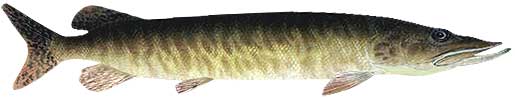 Tiger Muskie
