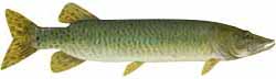 Monksville Reservoir Popular Fish - Muskie