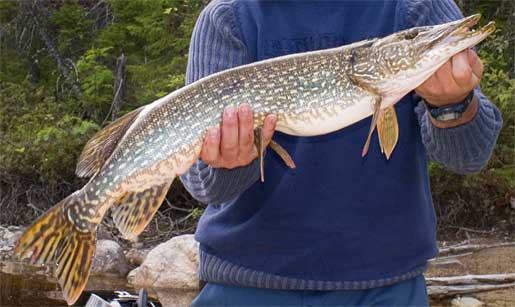 Fishing For Pike