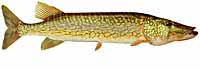 Chain Pickerel
