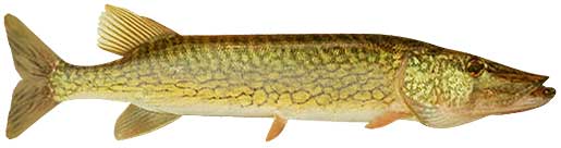 Chain Pickerel