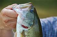 Bass fishing in Arkansas