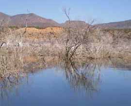 Great brush for crappie