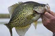 Crappie fishing in Indiana