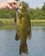 Smallmouth bass