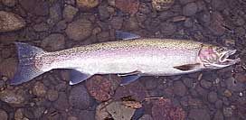 Classic Steelhead