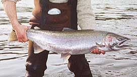 Native Steelhead