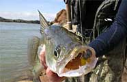 Walleye fishing in Kentucky