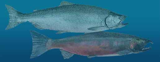 Atlantic and Coho Salmon