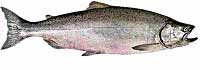 Atlantic Salmon