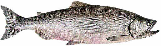 Landlocked Atlantic Salmon